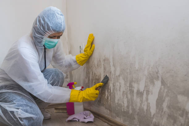 Colmar Manor, MD Mold Removal Company
