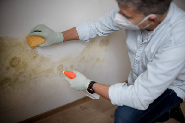 Best Attic Mold Removal  in Colmar Manor, MD